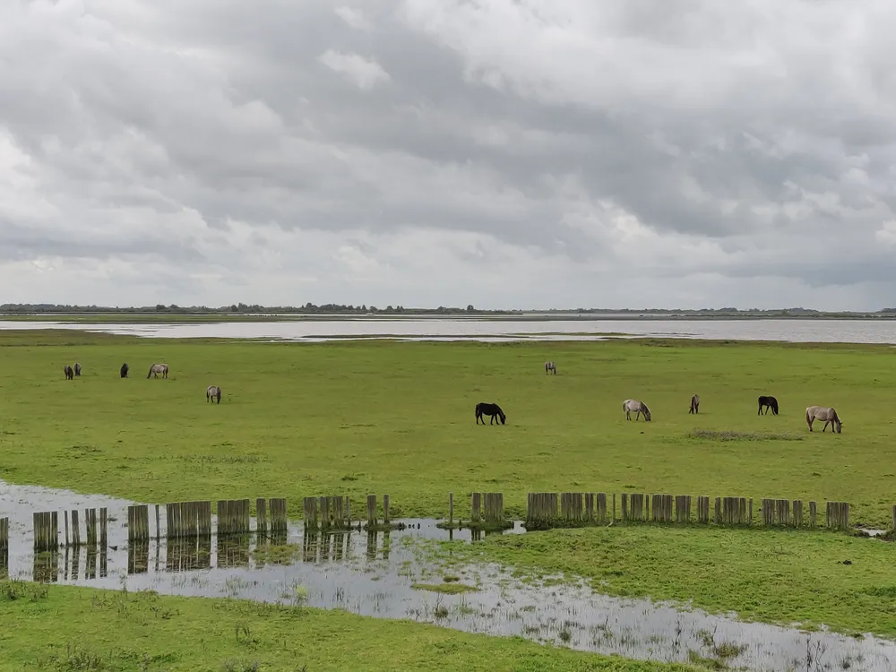 Horses grazing on flooded green marshland under heavy cloud